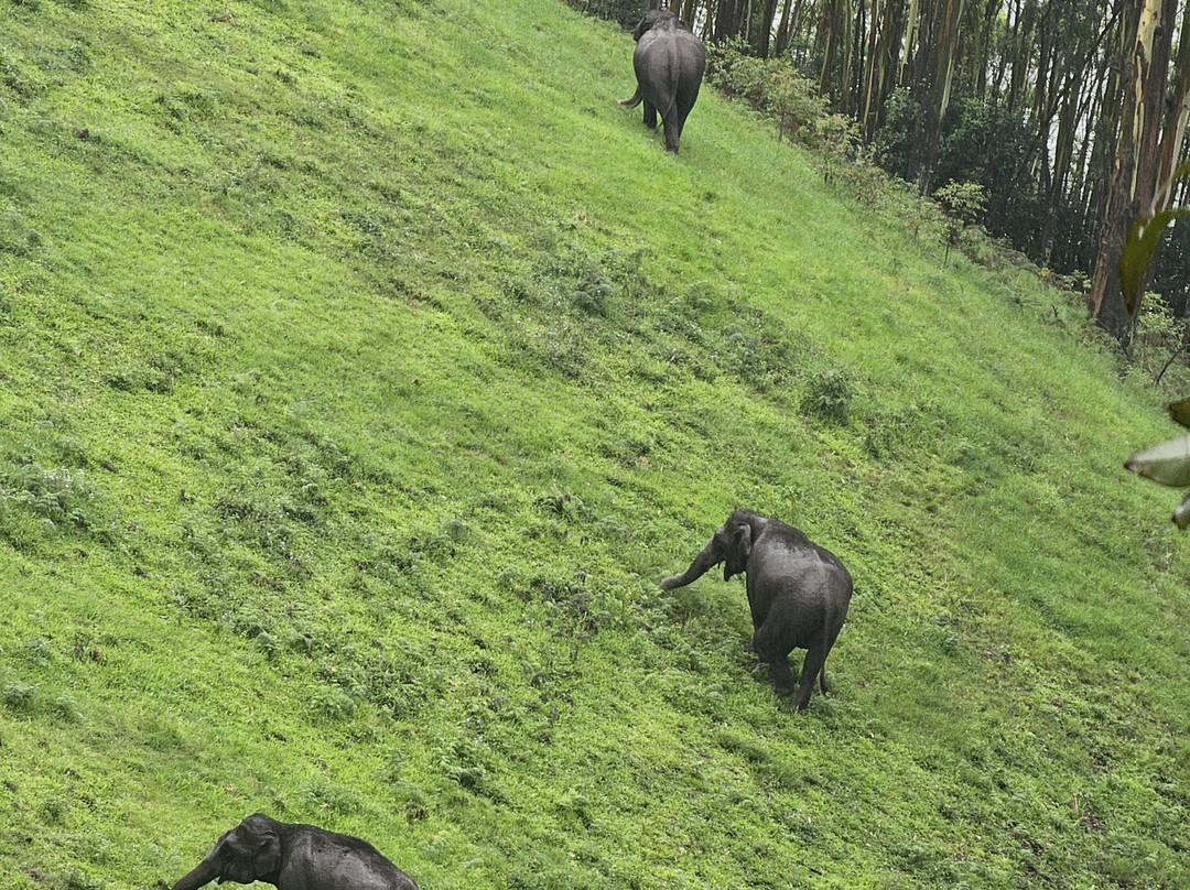 Munnar Angel Cabs-慕那尔必去景点
