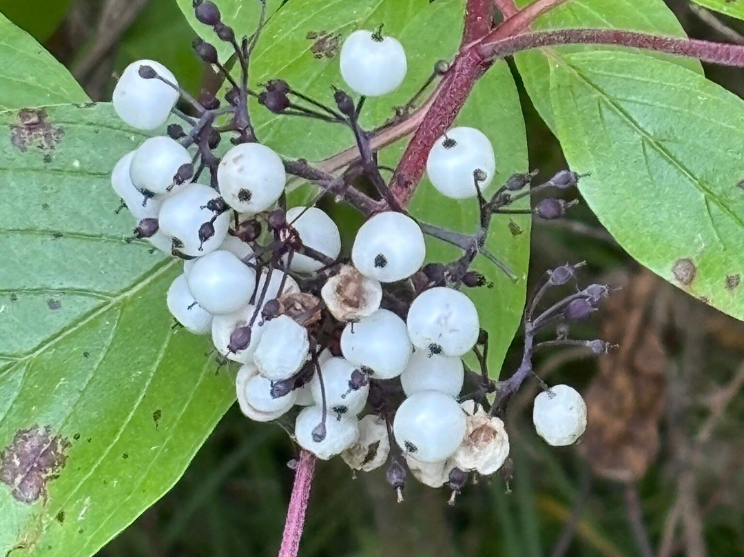 河狸木板路-兴顿必去景点