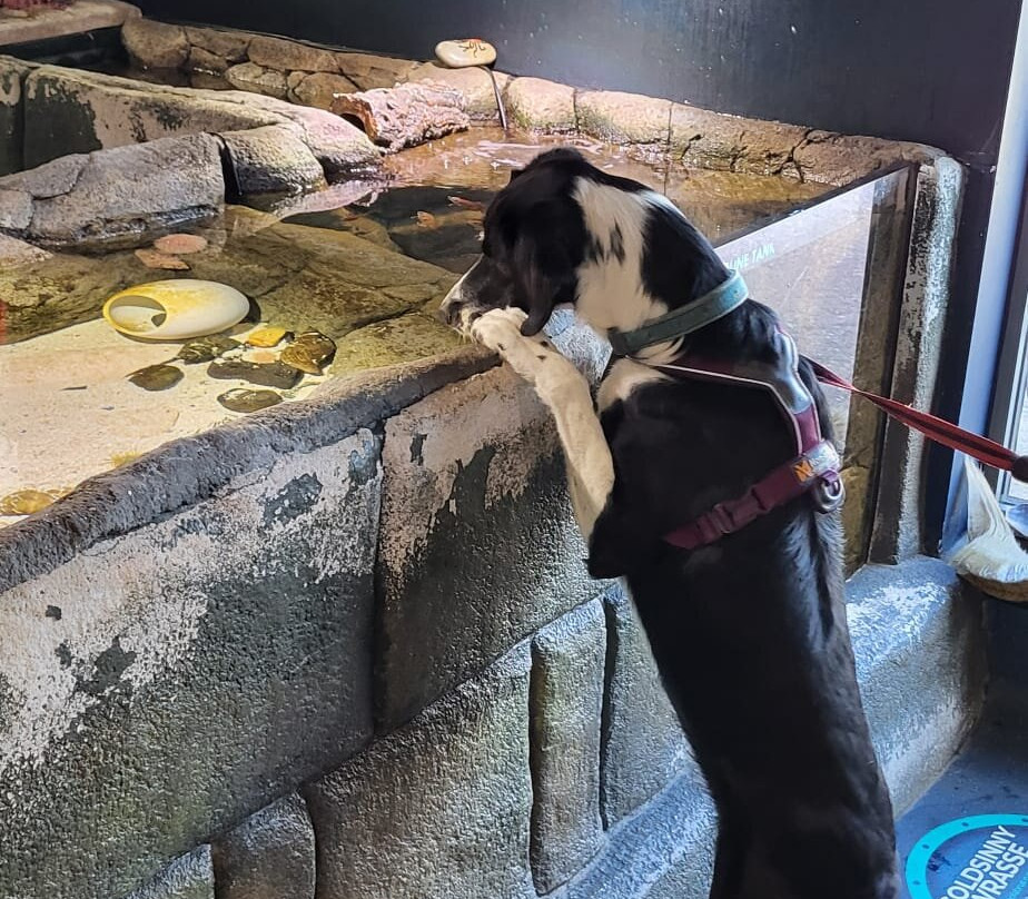 Marine Discovery Centre & Whitby Lobster Hatchery-惠特比必去景点