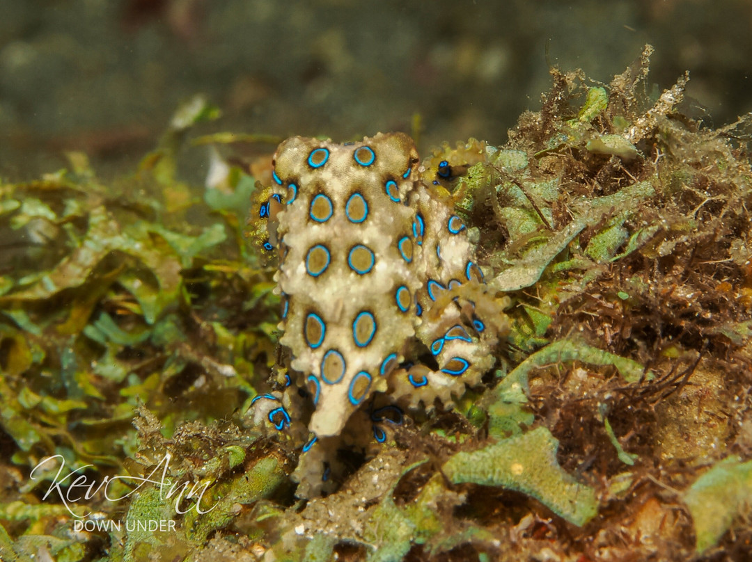Bahura Dive Siquijor-拉孜必去景点