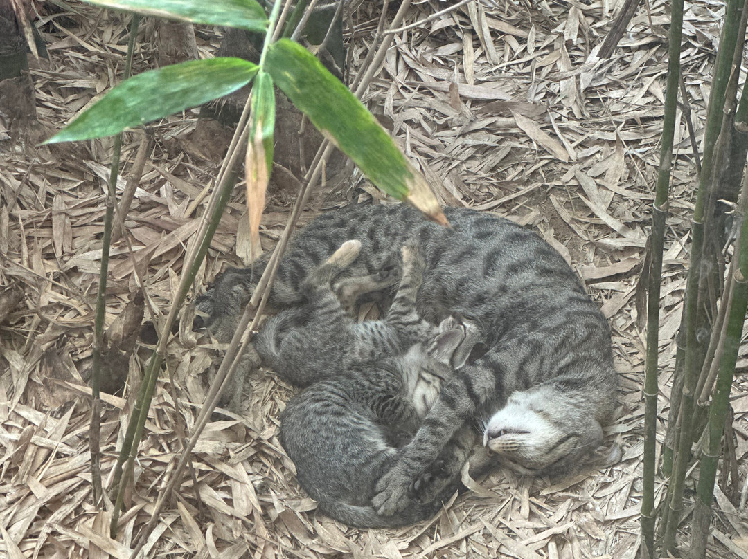 MYSA Zinc Journey by The Fern, Nani Devati, Gujarat主图