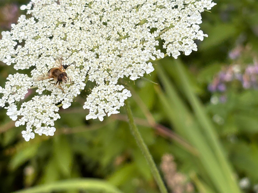 Krauterpension Saumerpfad主图