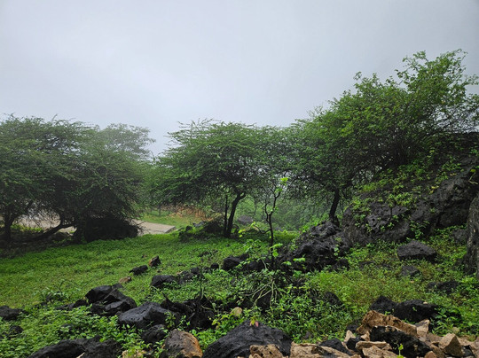 Salalah Safari Tours (Your Way, Your Stay)-塞拉莱必去景点
