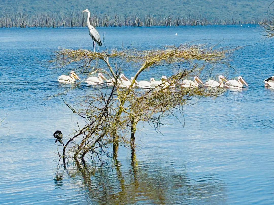 Joseph  Parsae-Amboseli Eco-system必去景点