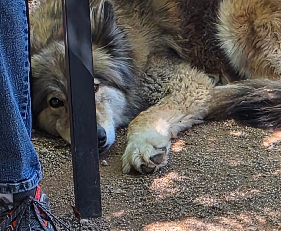 Sedona Wolf Sanctuary-Rimrock必去景点