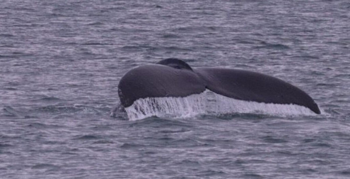 Alaska Galore Tours-朱诺必去景点