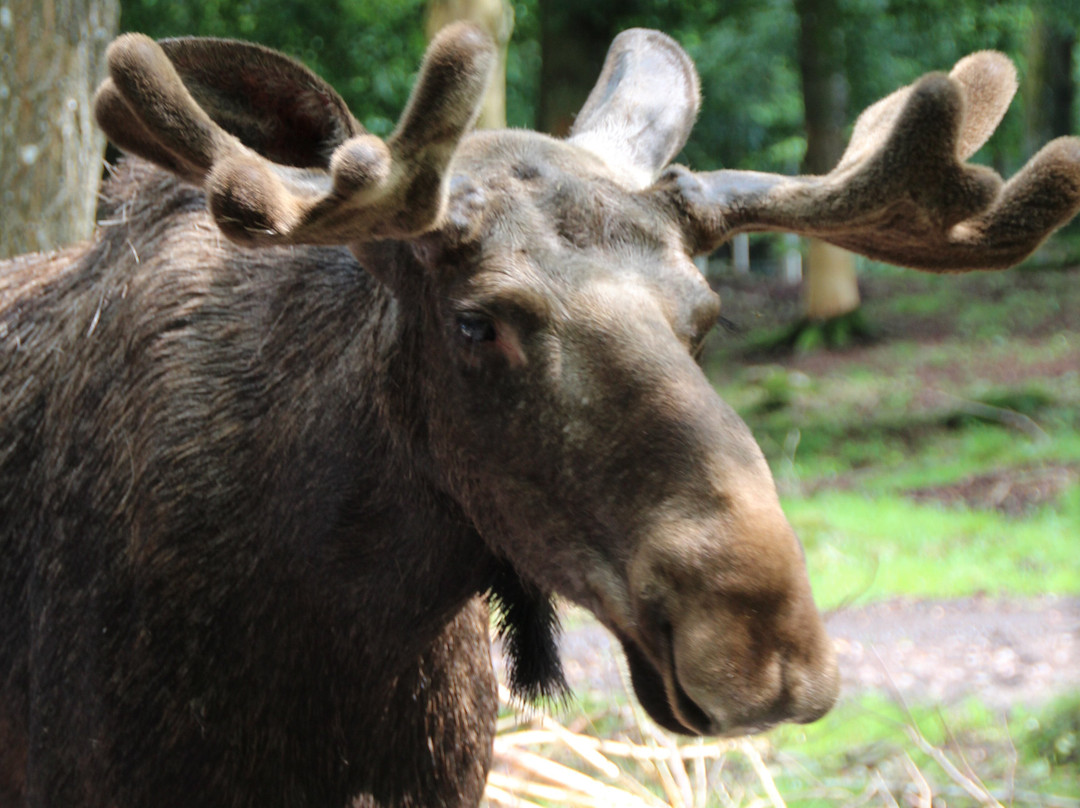 Soderasens Algpark (moosepark)-Kagerod必去景点