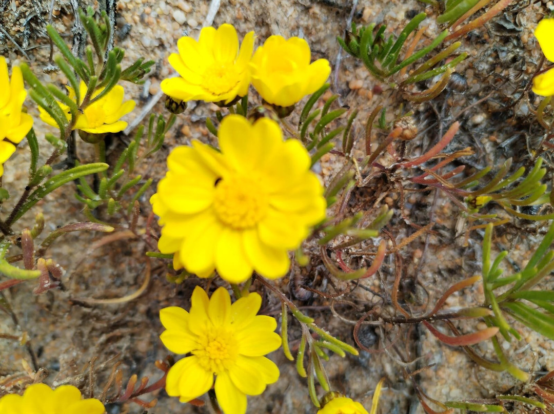 Hiking Namaqua Silversands Trail-Garies必去景点