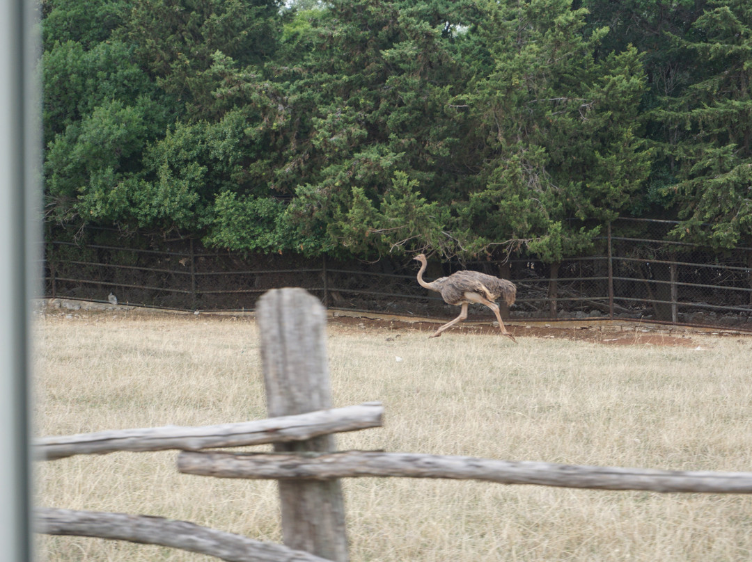 Safari Park-Brijuni National Park必去景点