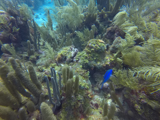 Blue Life Centro de Buceo-圣安德烈斯必去景点