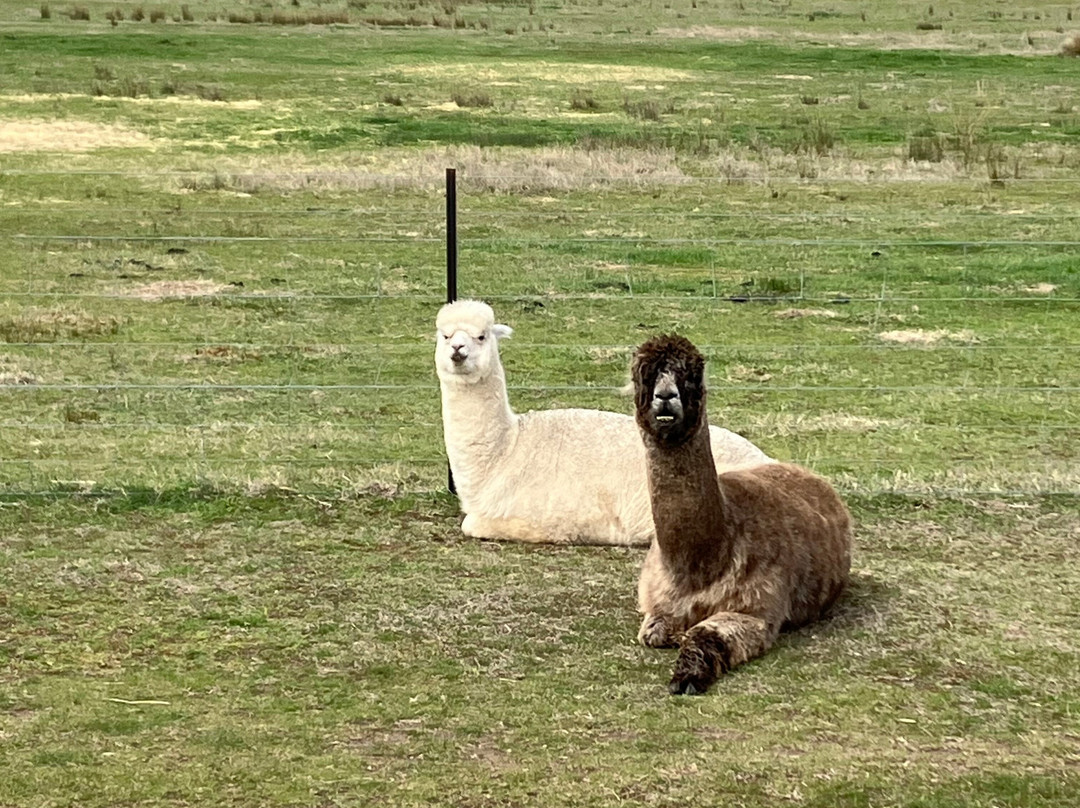 Blackwattle Alpaca Farm-穆任百特曼必去景点