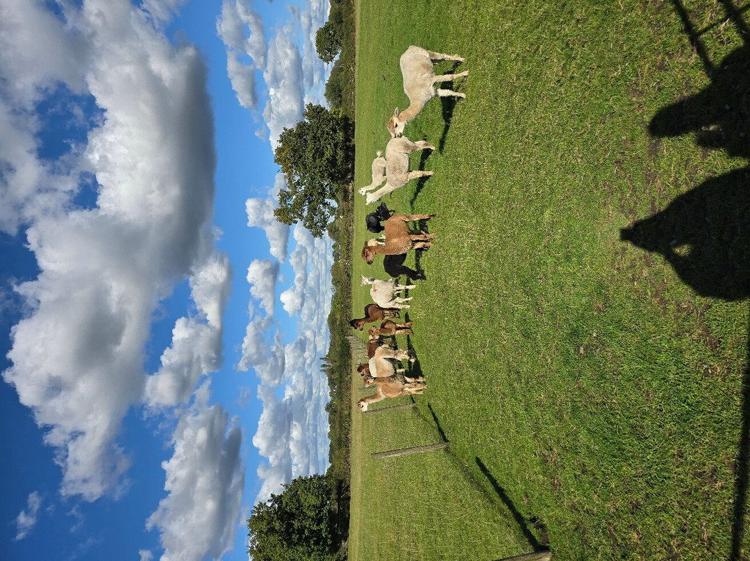 White Peak Alpaca Farm-Mobberley必去景点