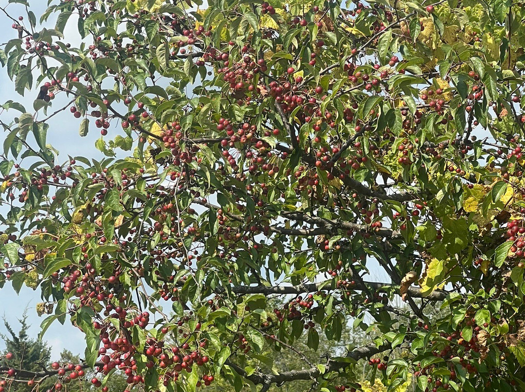 Buffalo Creek Forest  Preserve-Long Grove必去景点