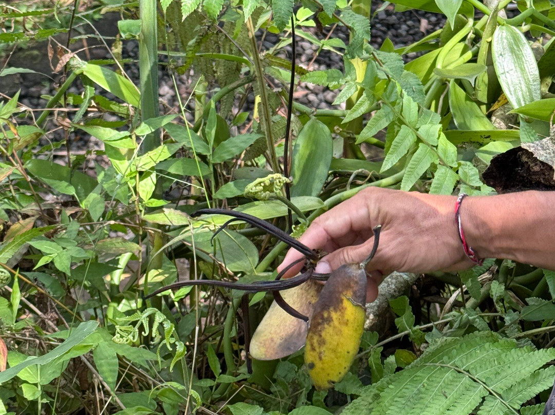 Kubu Terrace Jatiluwih Official-Jatiluwih必去景点