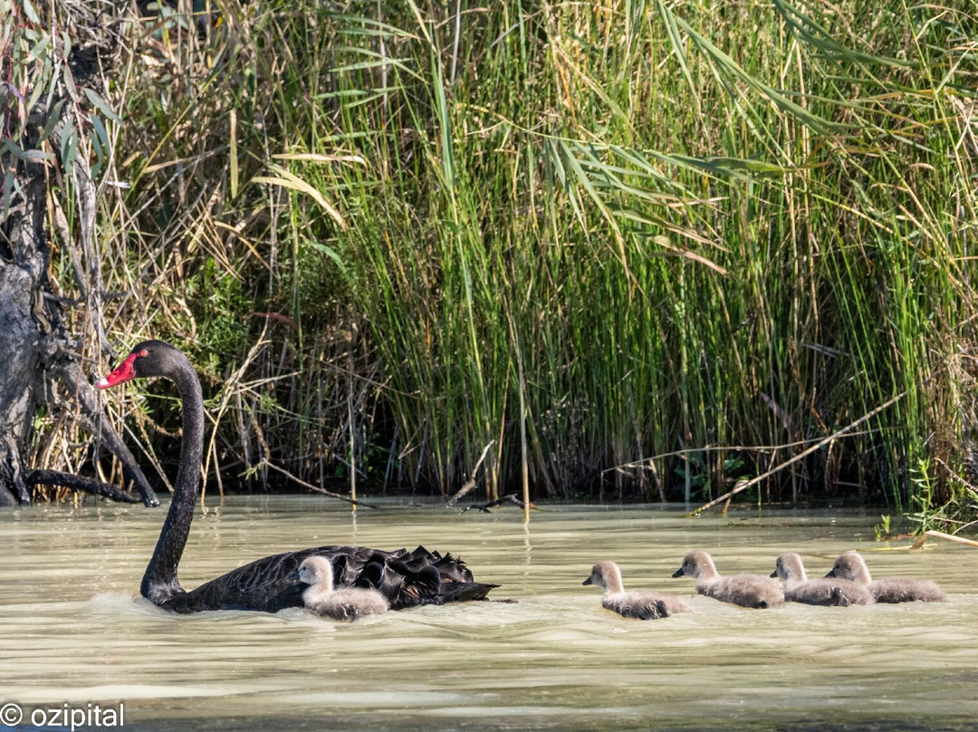 Murray River Trails-Renmark必去景点