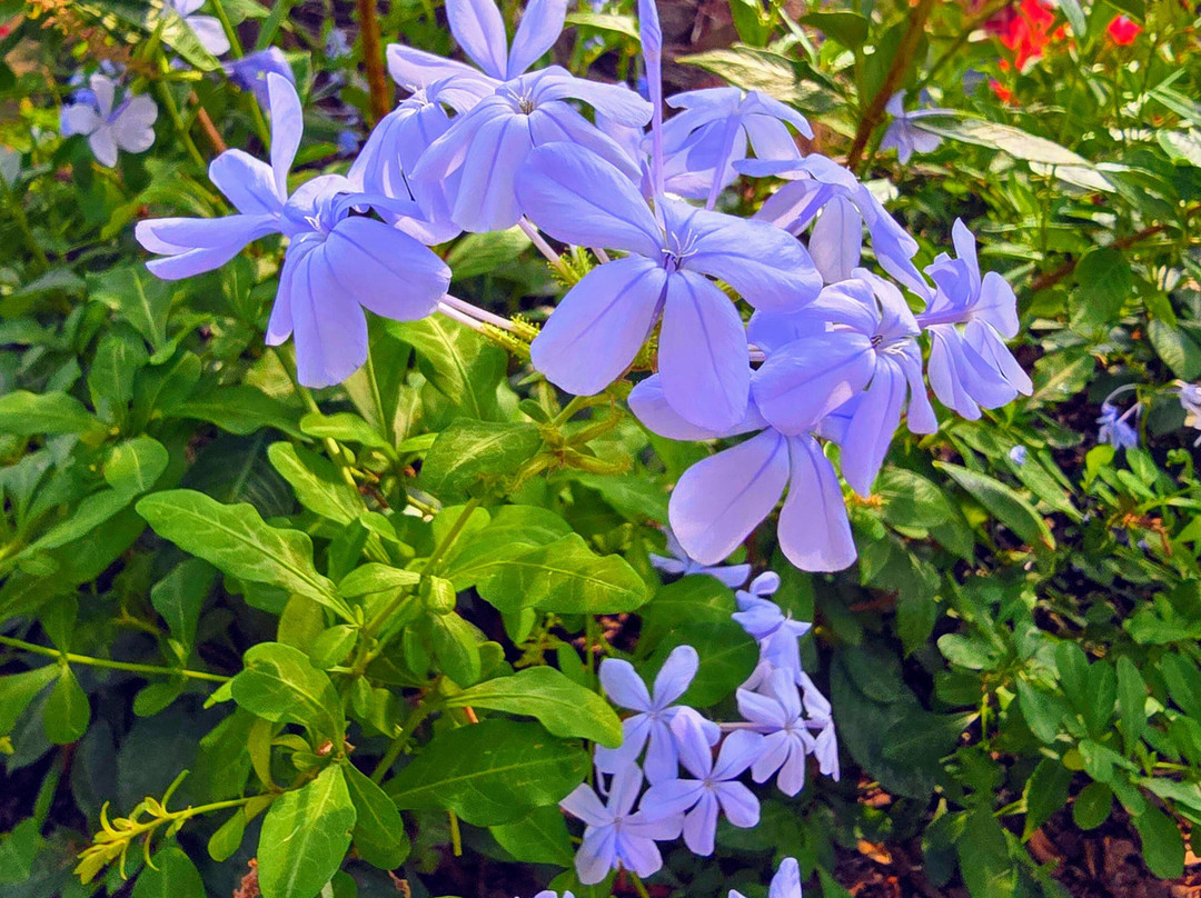Plants of the Bible Conservatory-Petersburg必去景点