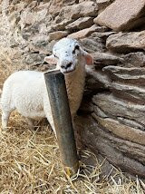 Hold A Baby Lamb-Glanfahan必去景点