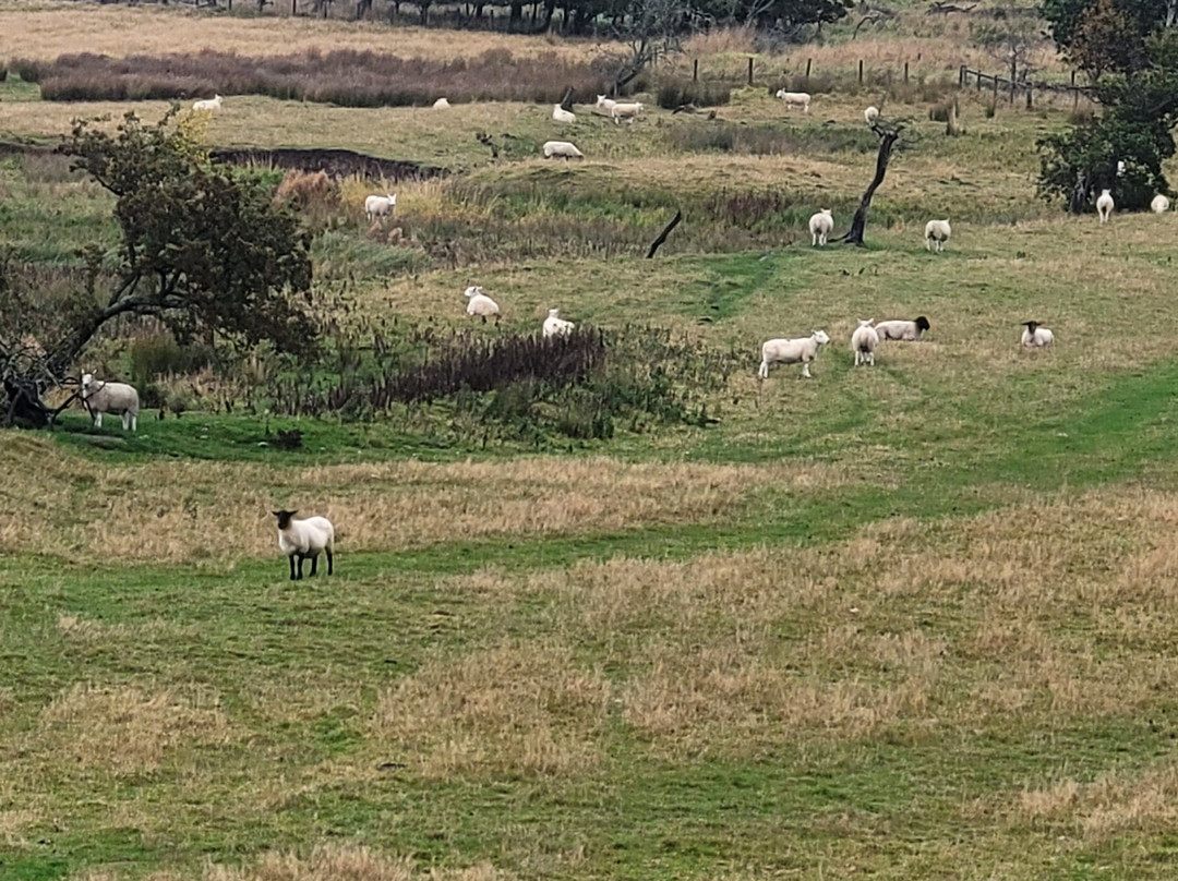 Westfield House Farm Bed and Breakfast主图