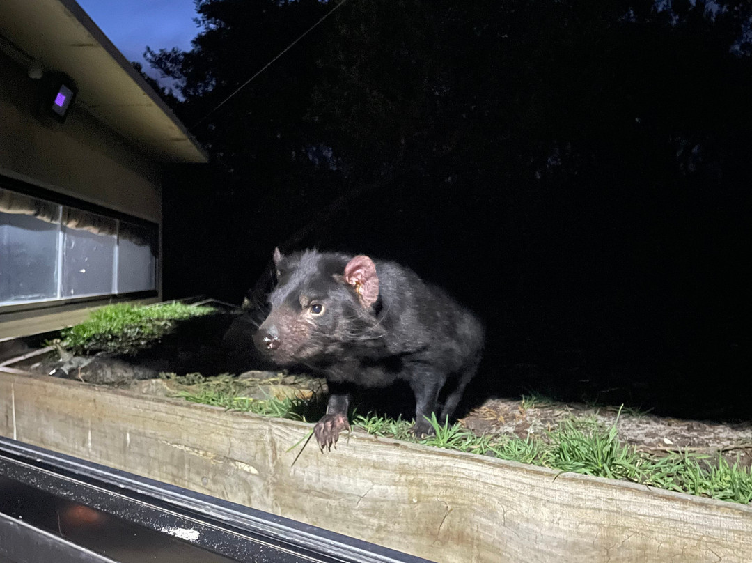 夜间魔鬼观赏-比奇诺必去景点
