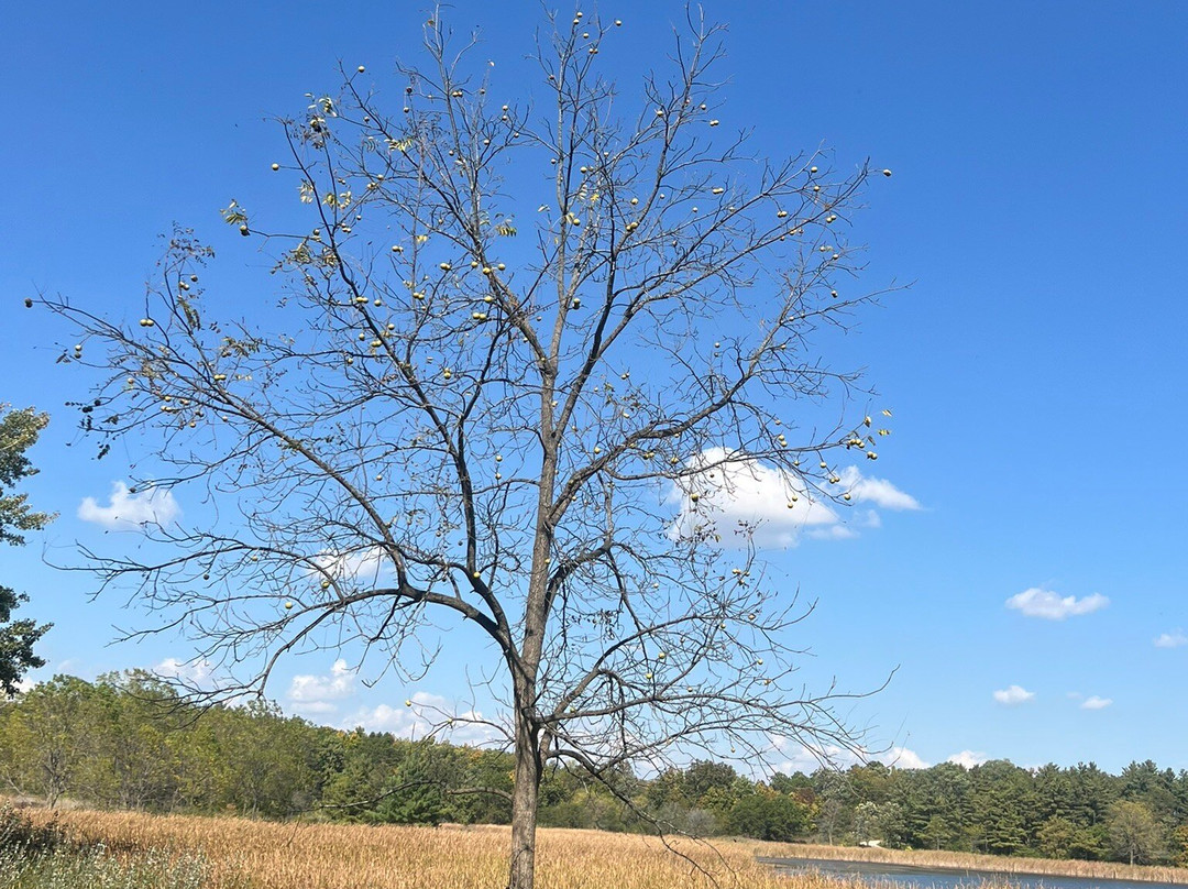 McDonald Woods Forest Preserve-Lake Villa必去景点