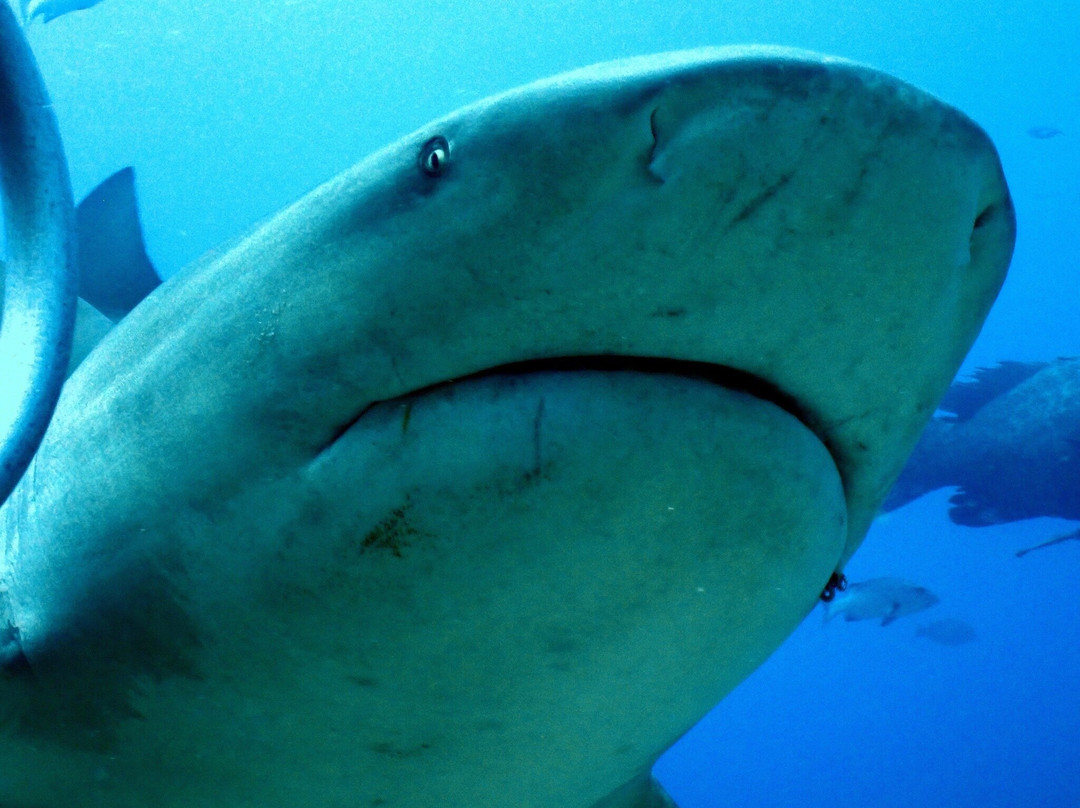 Coral Coast Divers-太平洋港必去景点