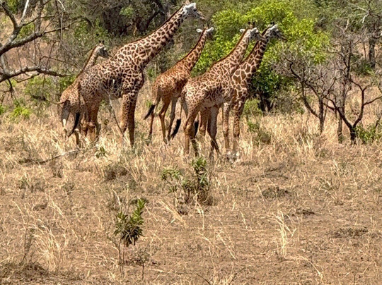 Great Native Safaris-吉佳利必去景点