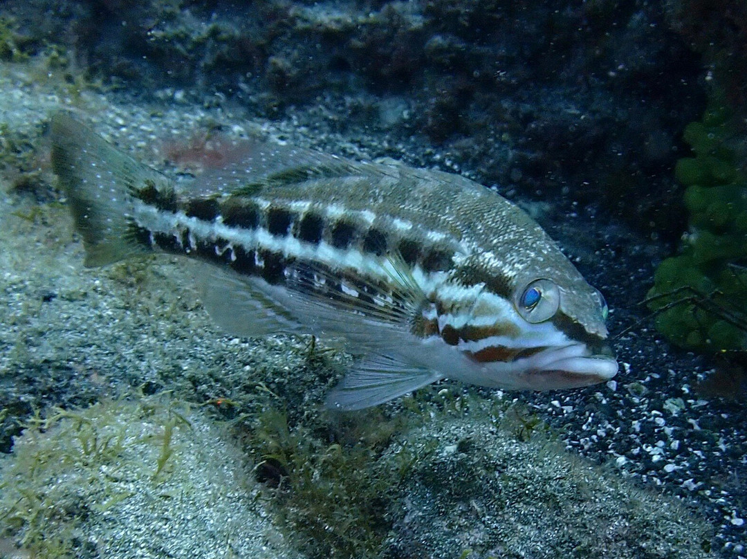 Centro de Buceo Margullar Diving-大加那利岛拉斯帕尔马斯必去景点