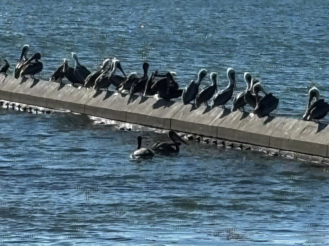 Crown Memorial State Beach-阿拉米达必去景点
