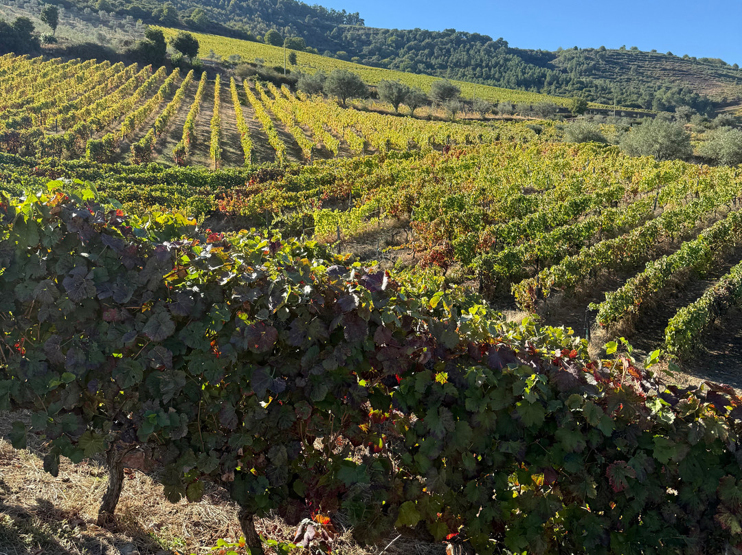 Quinta da Fonte do Milho-Provesende必去景点
