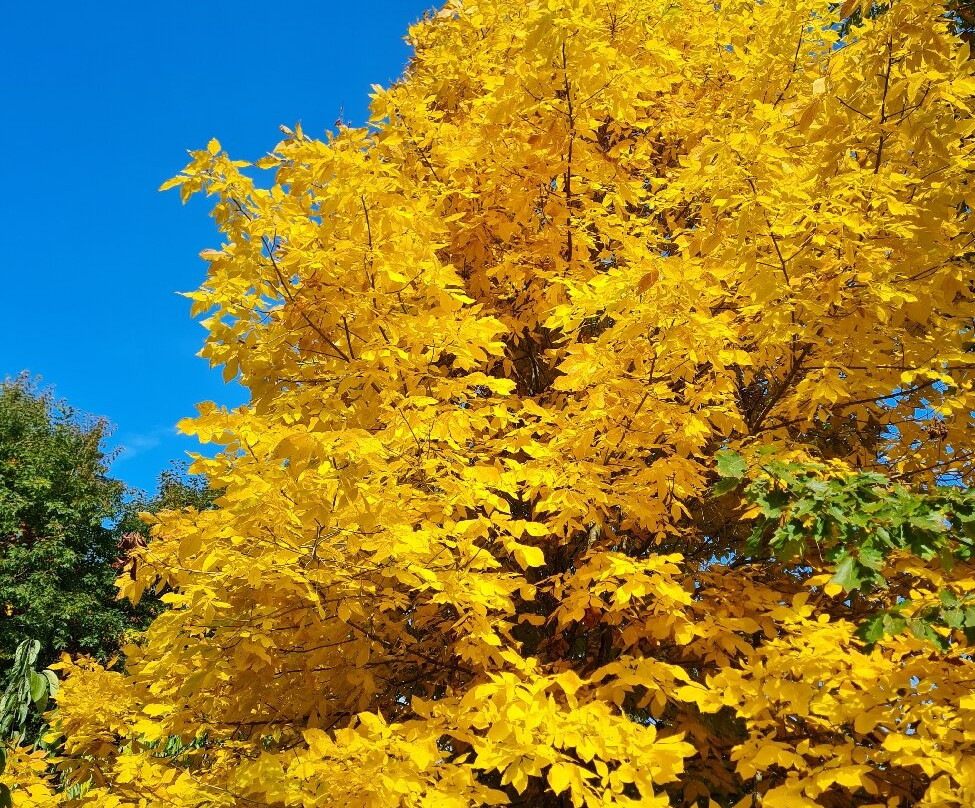 Weltwald-弗赖辛必去景点