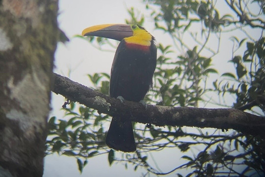 VIP Costa Rica Tours