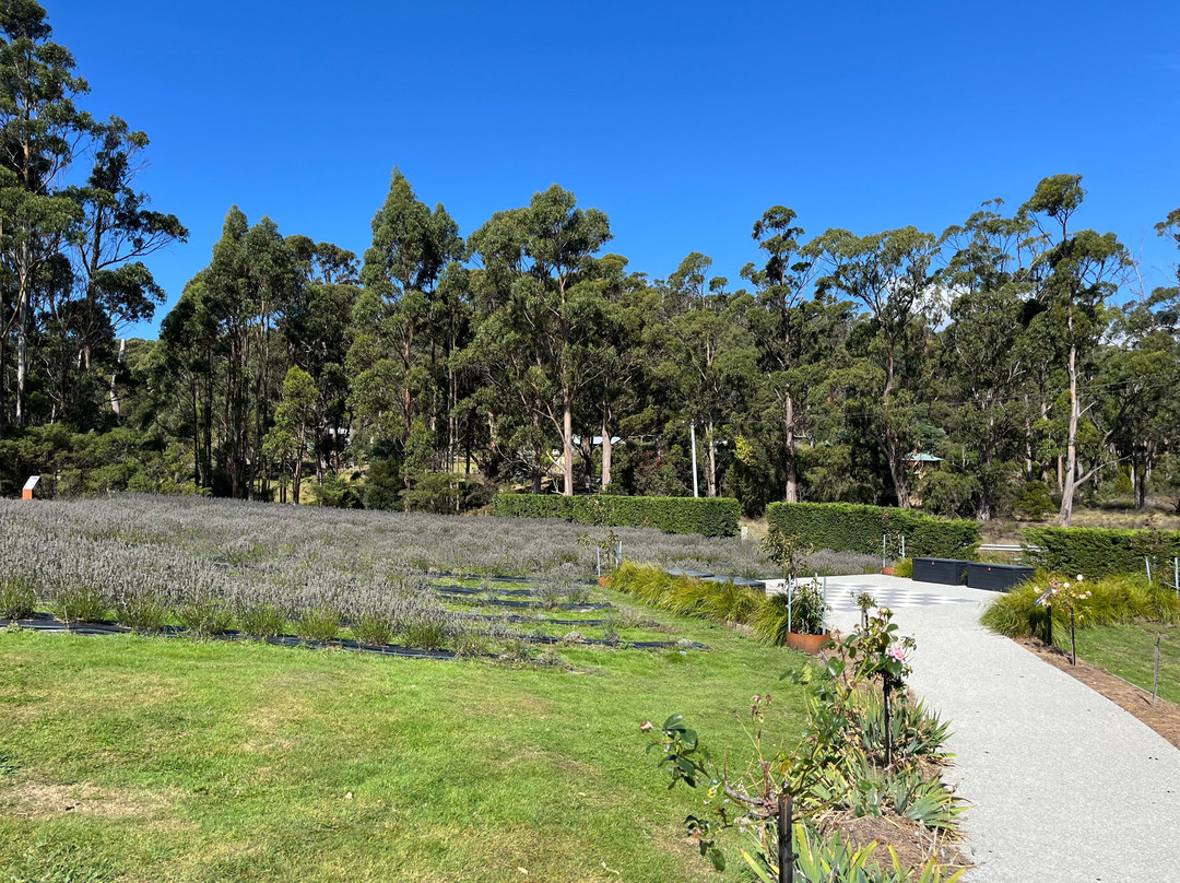 Port Arthur Lavender Farm · Tourist Attraction-亚瑟港必去景点
