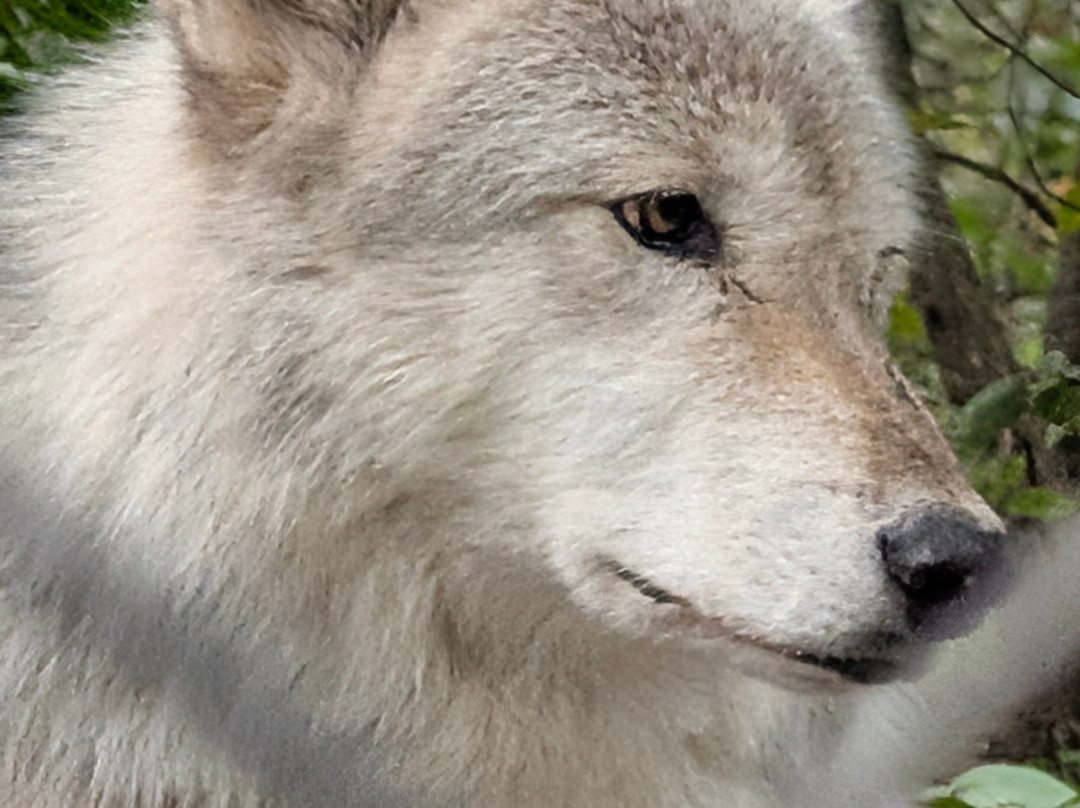 Lakota Wolf Preserve-Columbia必去景点