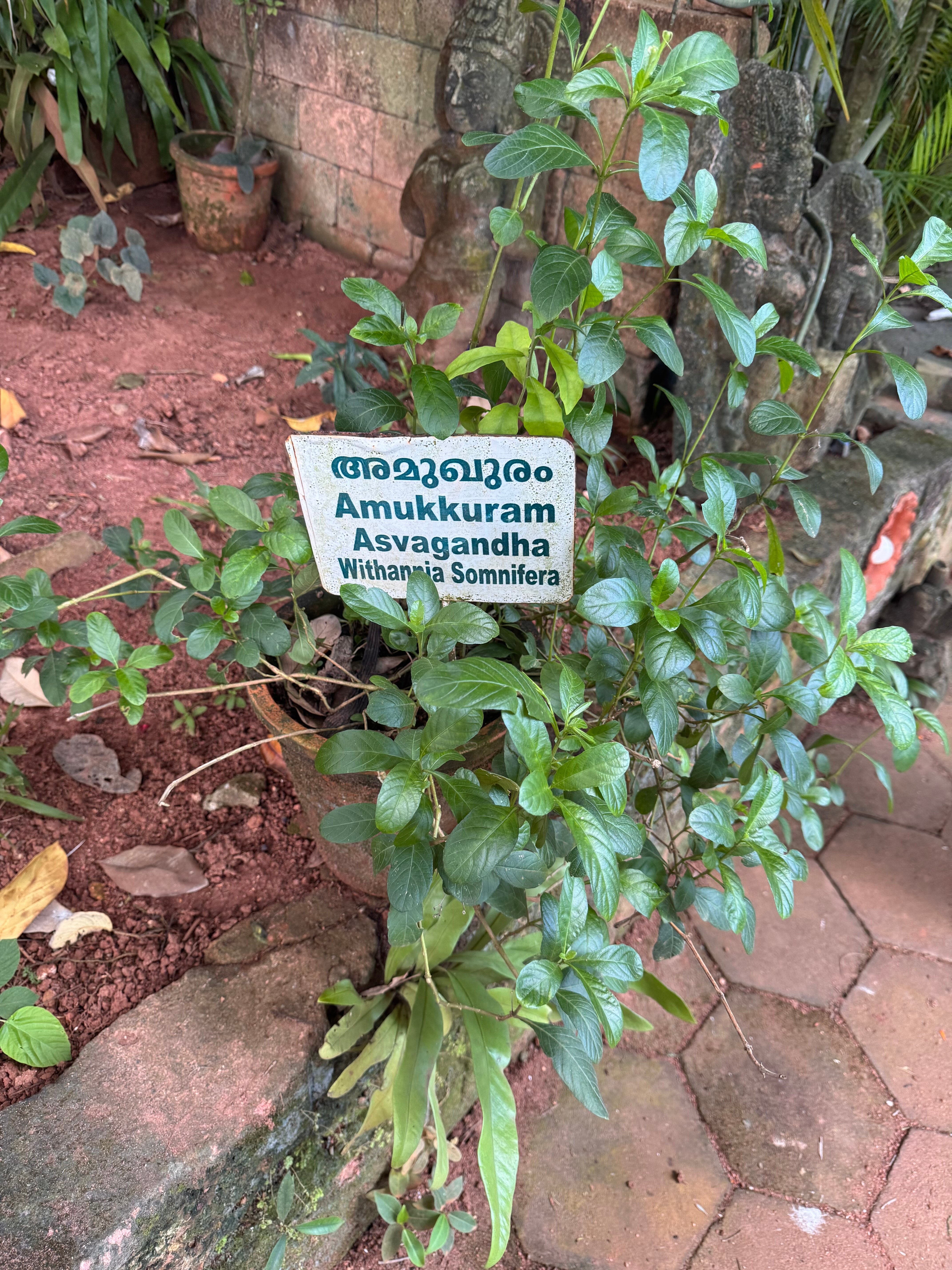 索玛希拉姆印度疗养度假酒店-官方