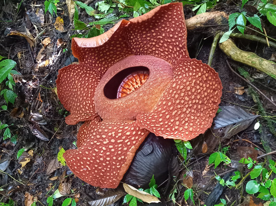 Erik Tour Bukittinggi-武吉丁宜必去景点