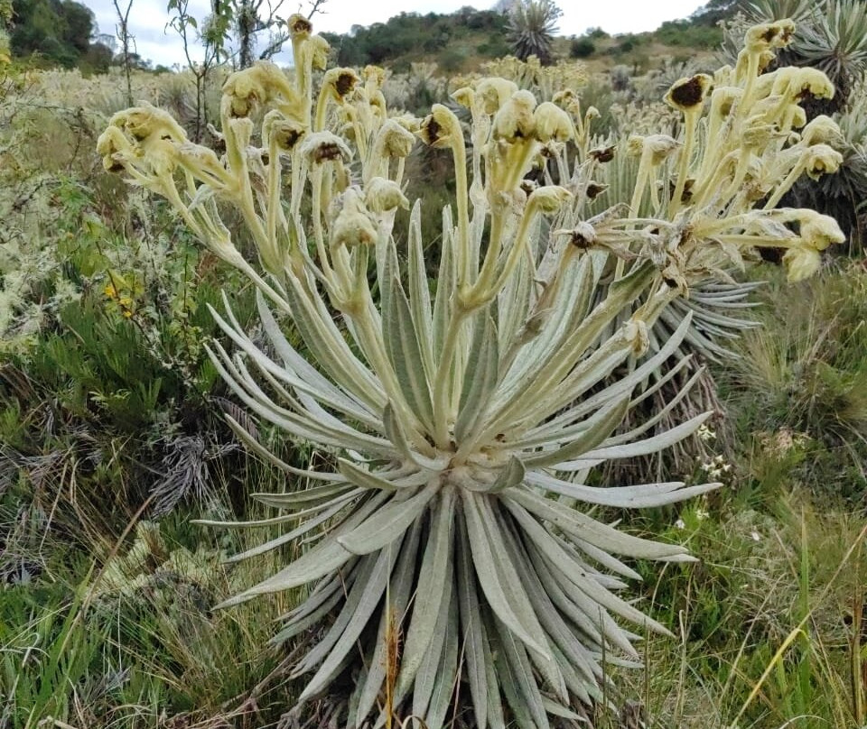 Samacá Turística-Samaca必去景点