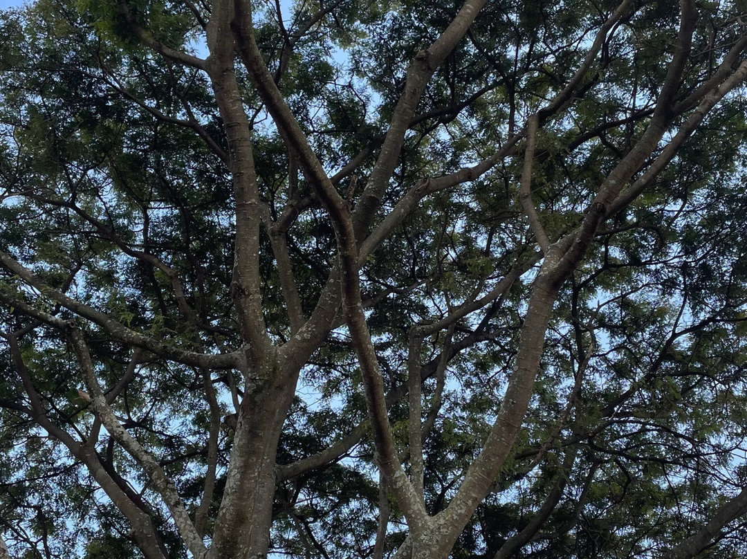 Fairview Coffee Estate-内罗毕必去景点