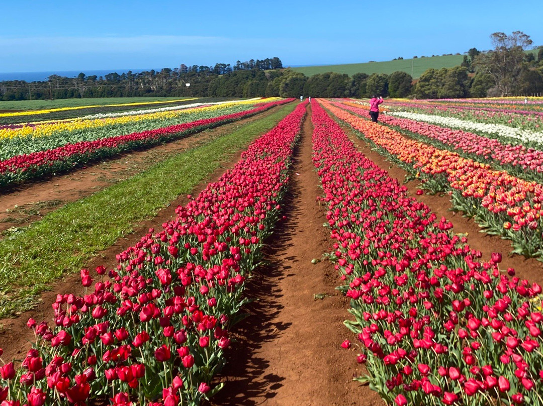 Table Cape Tulip Farm-温耶德必去景点