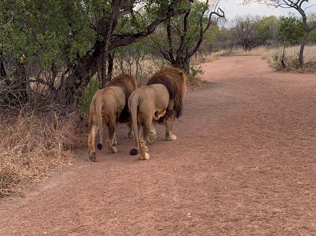 Big Six Tour Safaris-约翰内斯堡必去景点