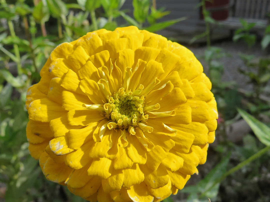 Tunis-ellicks House & Museum