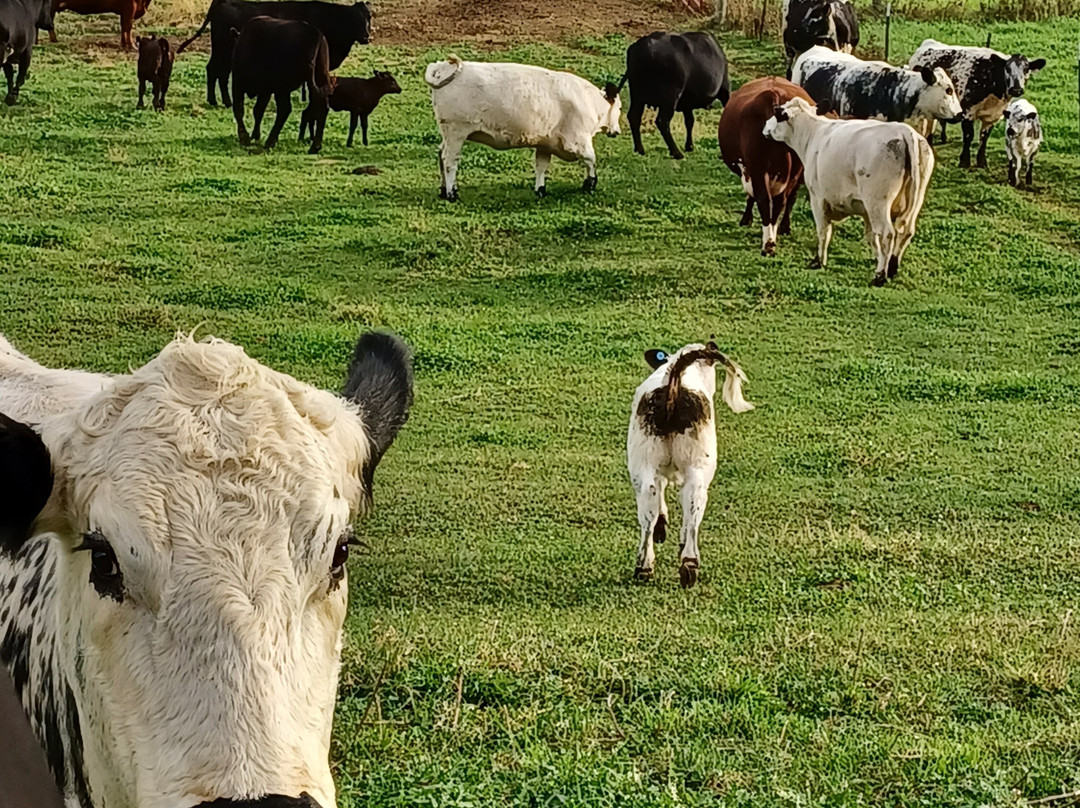 Valley Springs Farm Bed & Breakfast主图