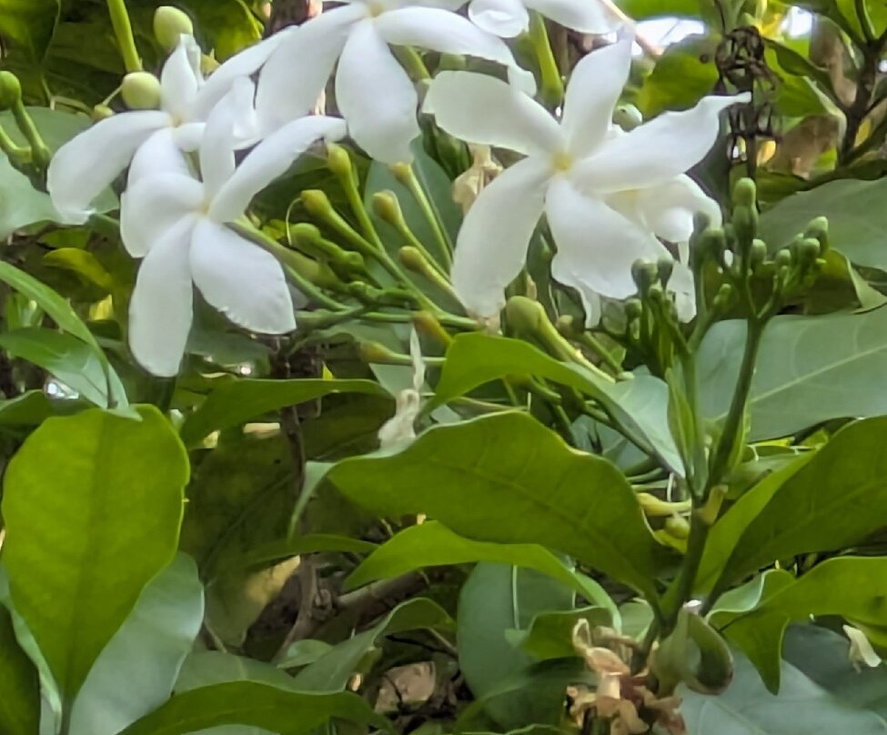 The Pugmark Resort主图