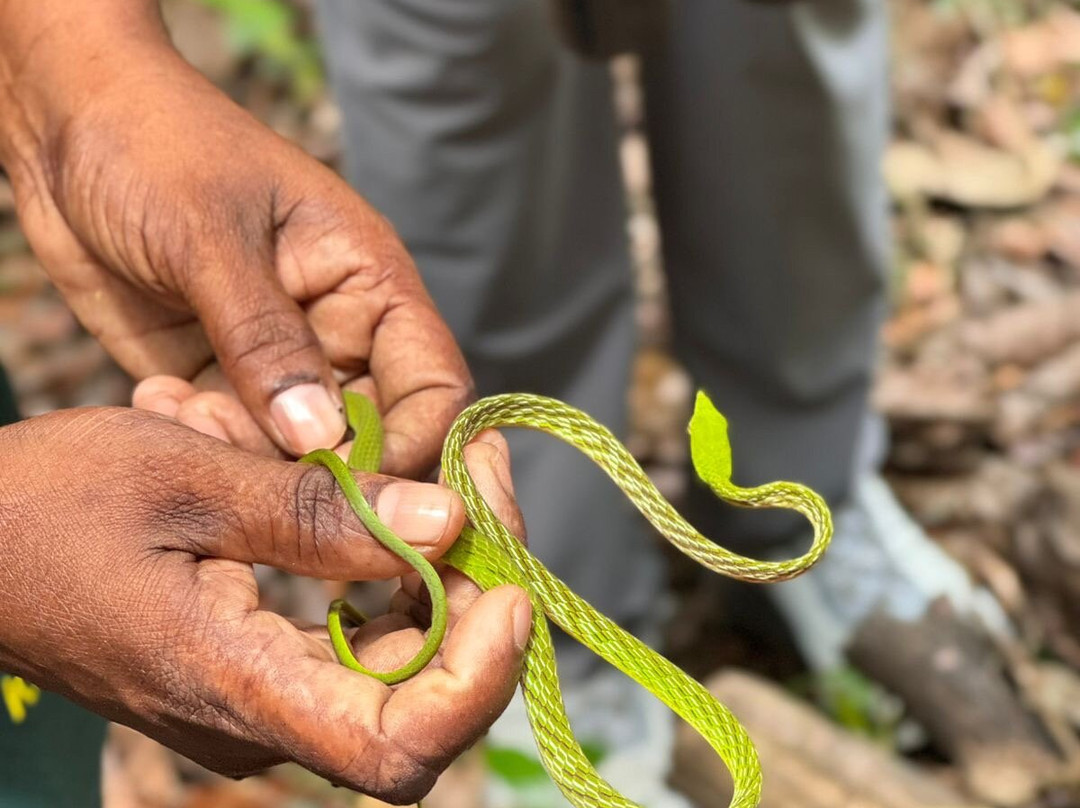 Visit Kanneliya Rain Forest-Koralegama必去景点