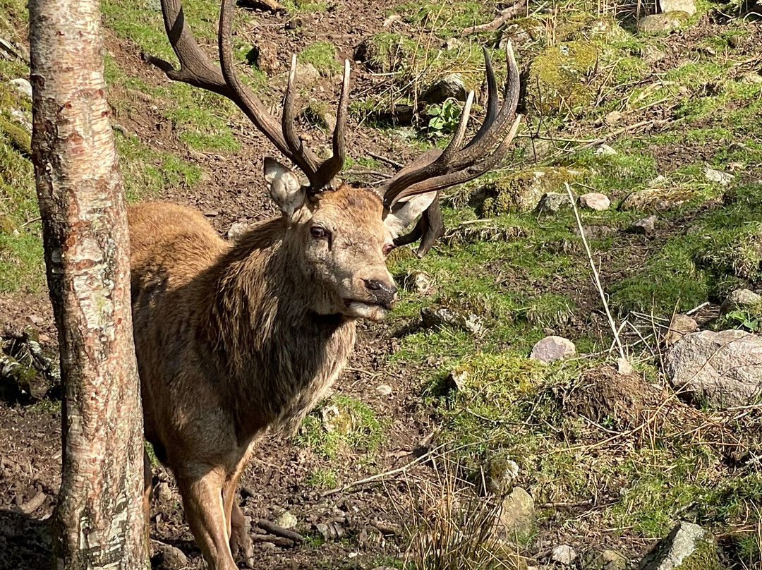 Bainloch Deer Park-Dalbeattie必去景点