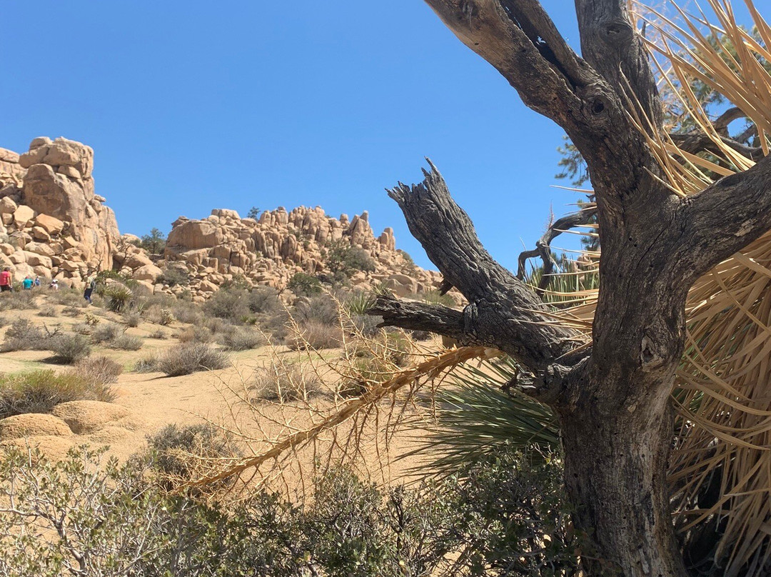 Mojave Desert-加利福尼亚必去景点