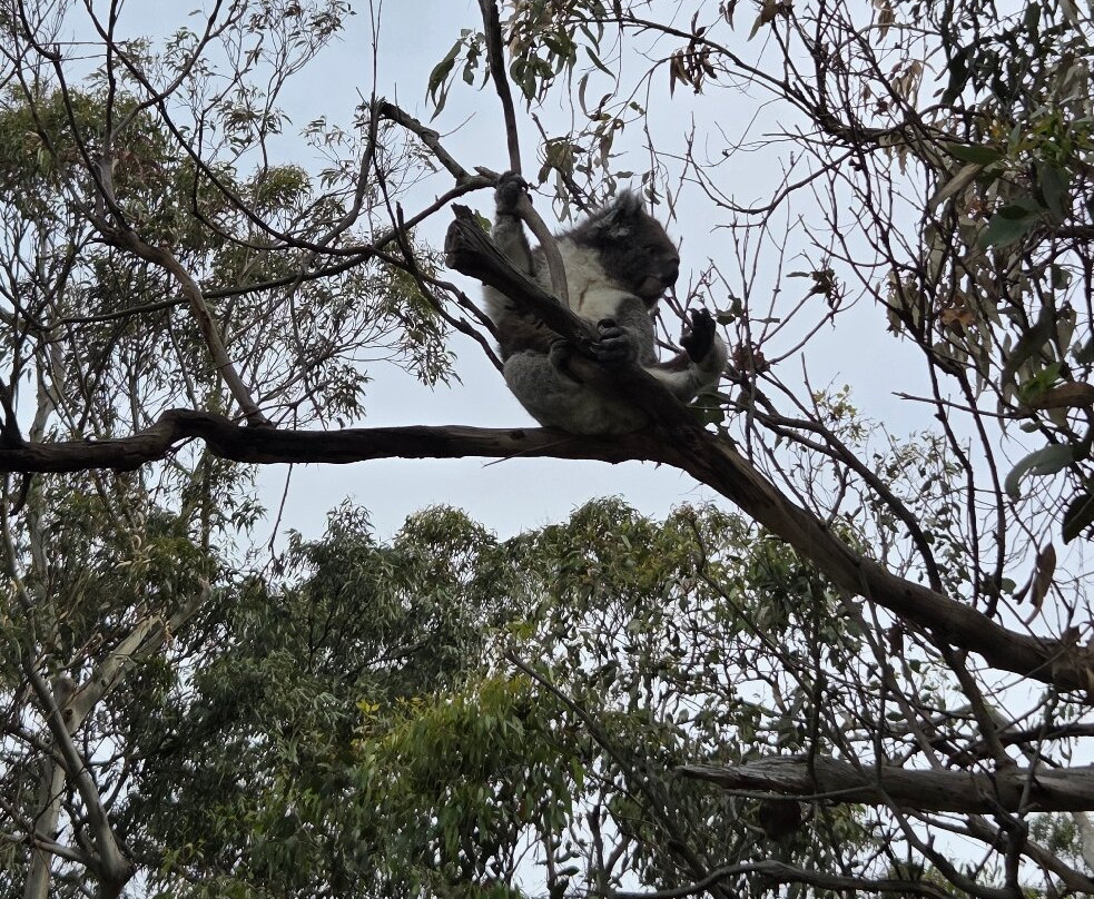 菲利普岛自然公园－考拉保护中心-莱尔必去景点