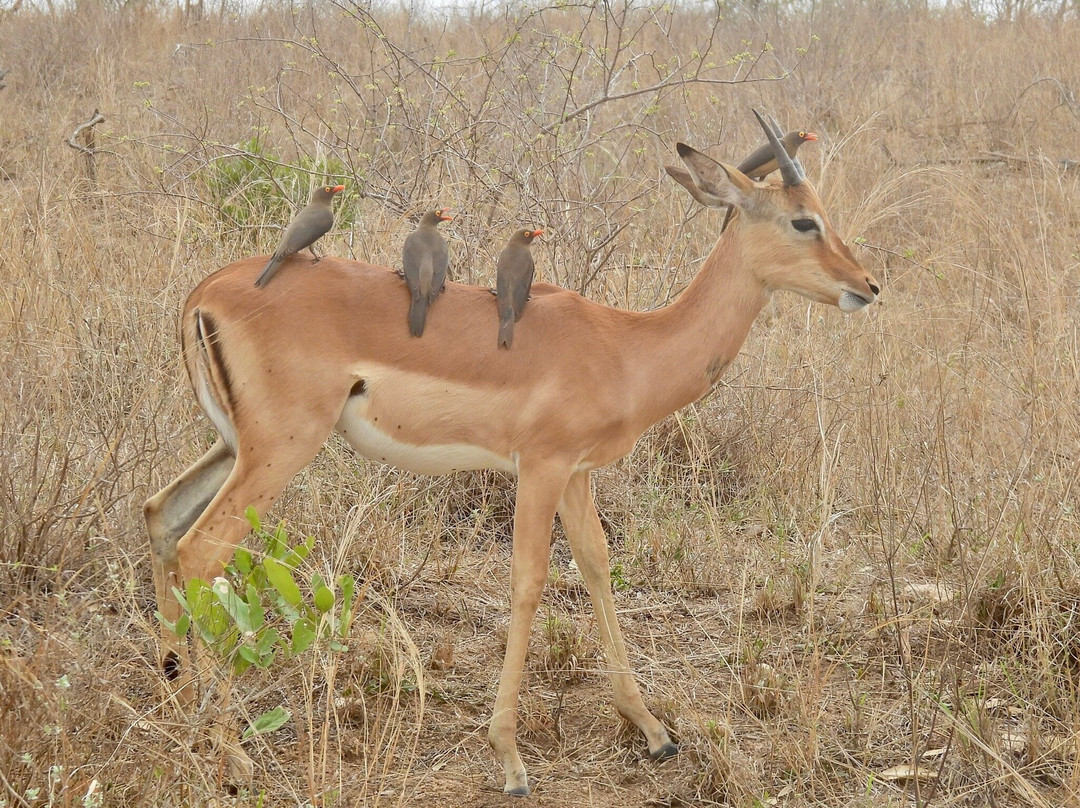 Wild Wings Safaris-克鲁格国家公园必去景点