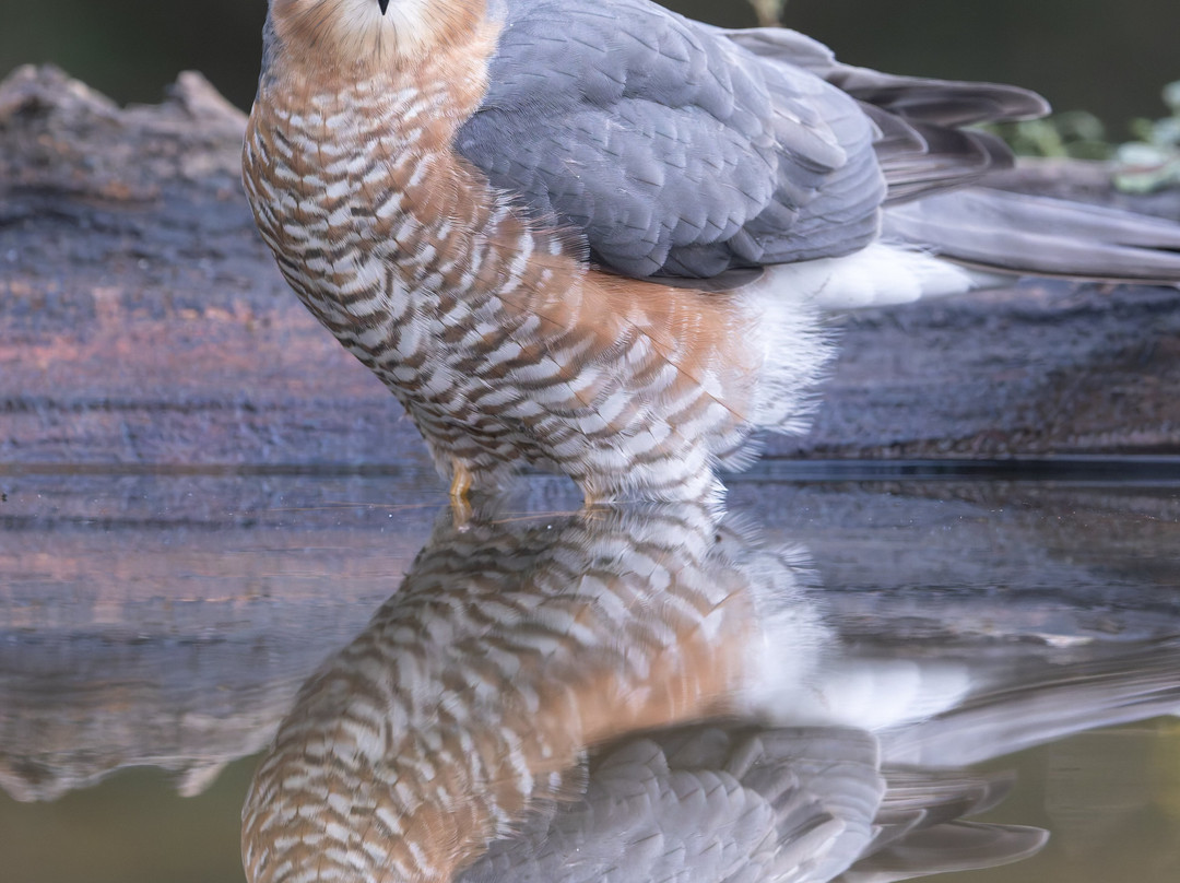 Wings of Hungary - birding and nature tours-凯奇凯梅特必去景点