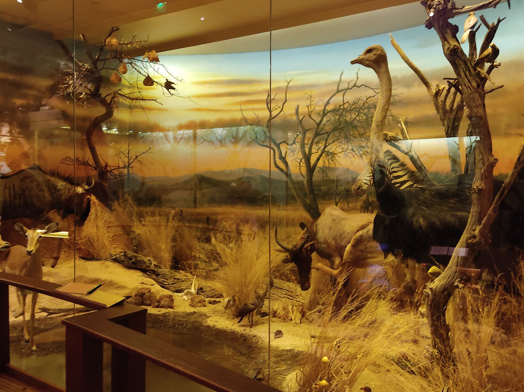 自然历史博物馆-赫尔辛基必去景点