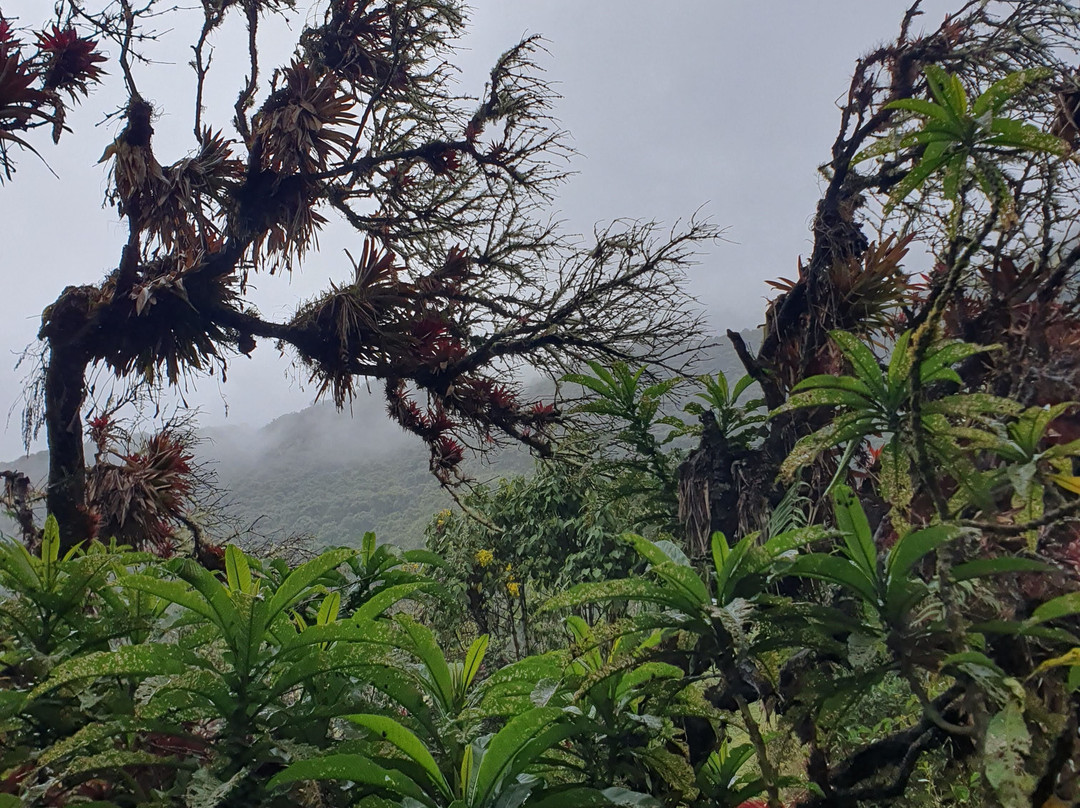 Parque Nacional Cayambe - Coca-Cayambe必去景点